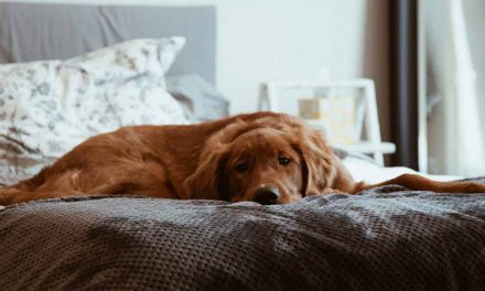Le bonheur pour votre animal de compagnie : Raisons d’acheter un matelas pour chien