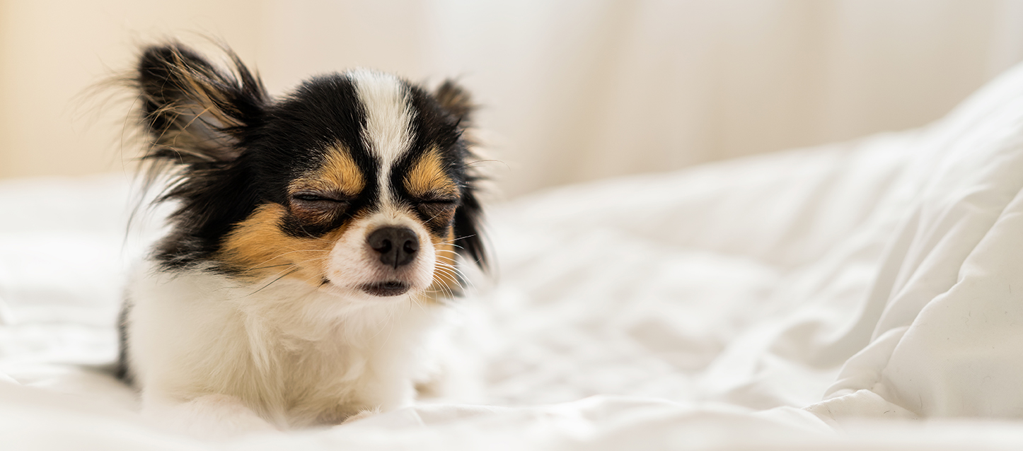 Chihuahua couché dans le lit endormi.