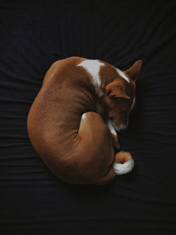 como dormir con mascotas