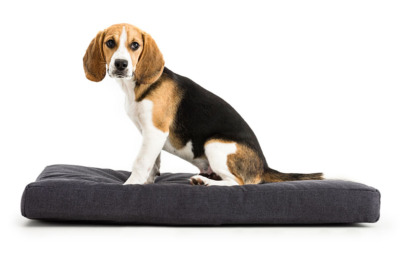 colchon para mascotas