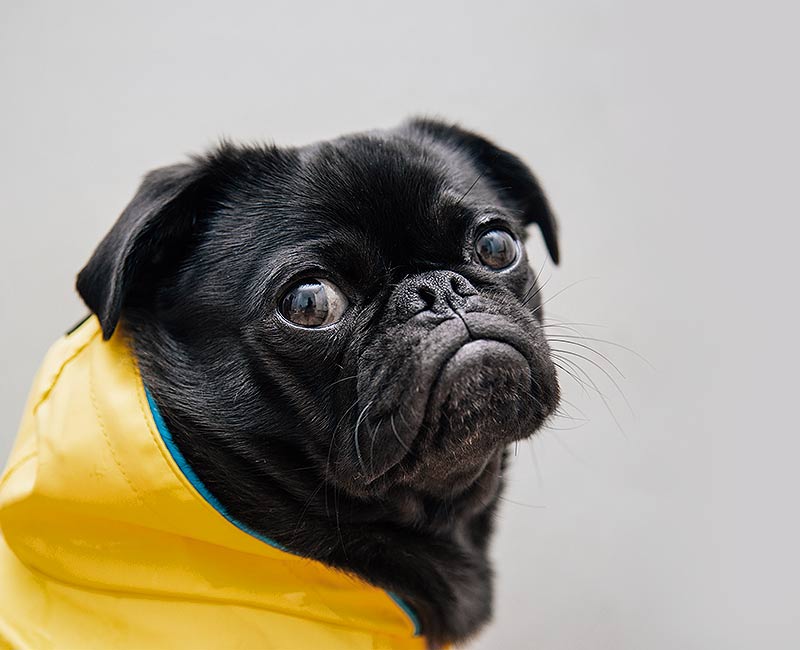 perro con chubasquero amarillo