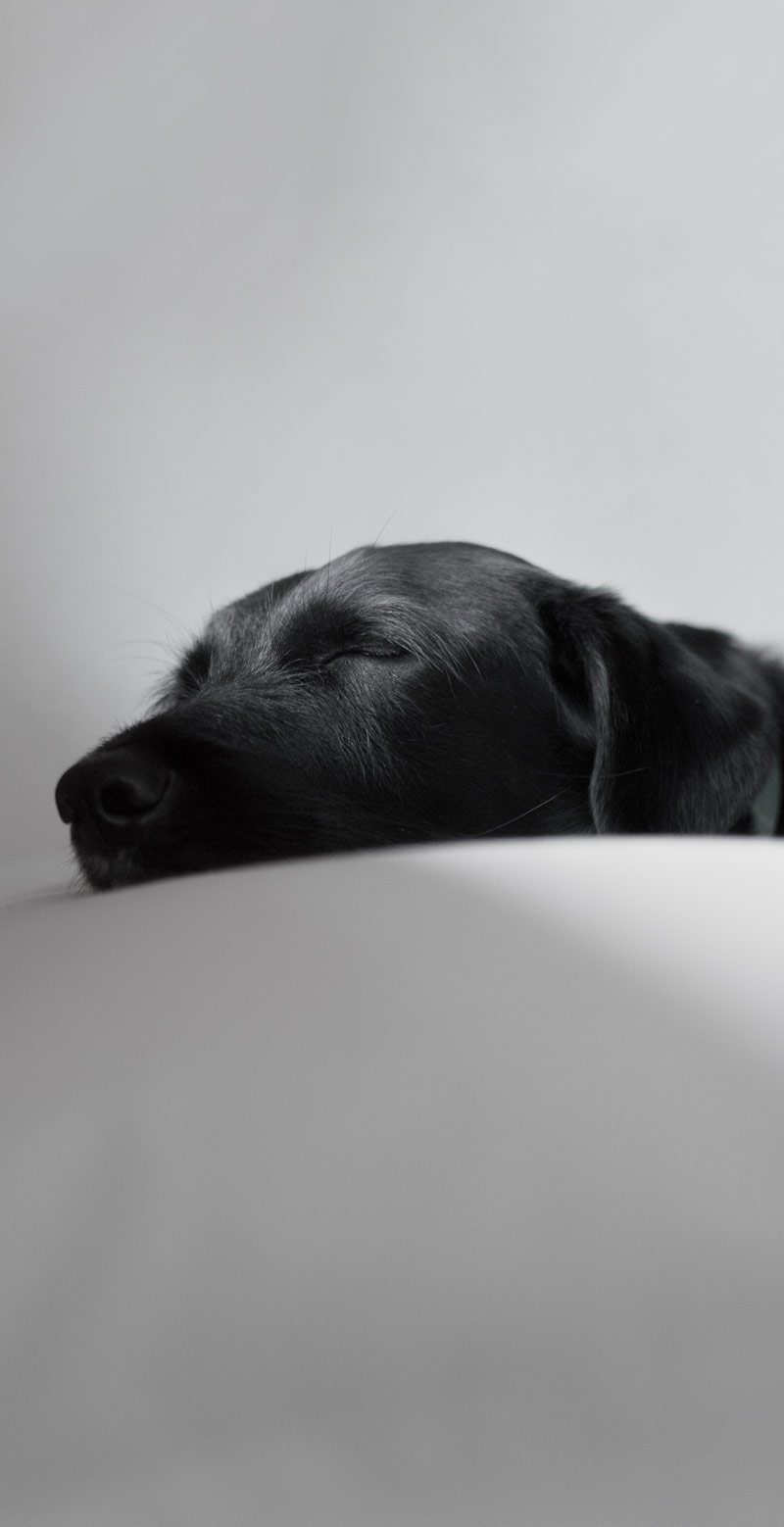 ¿Por qué mi perro duerme mucho?