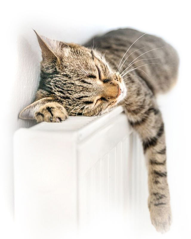 ¿Por qué los gatos duermen tanto?