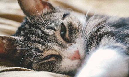 Consejos para el descanso de los gatos