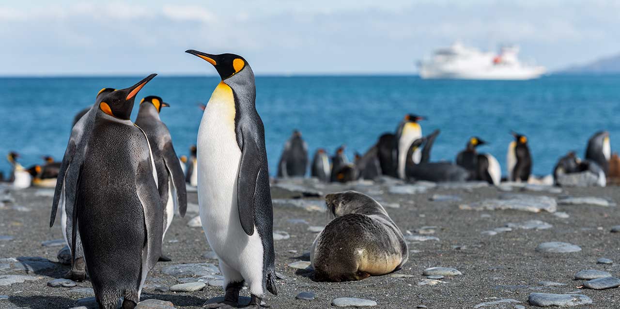 pingüinos en costa