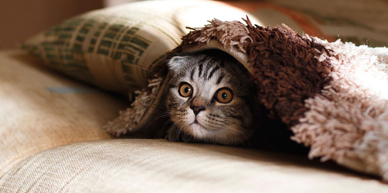 bebé gato debajo de manta