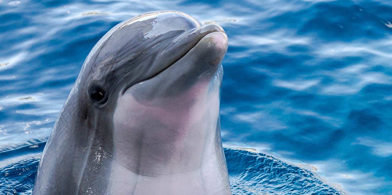 Delfín sonriendo