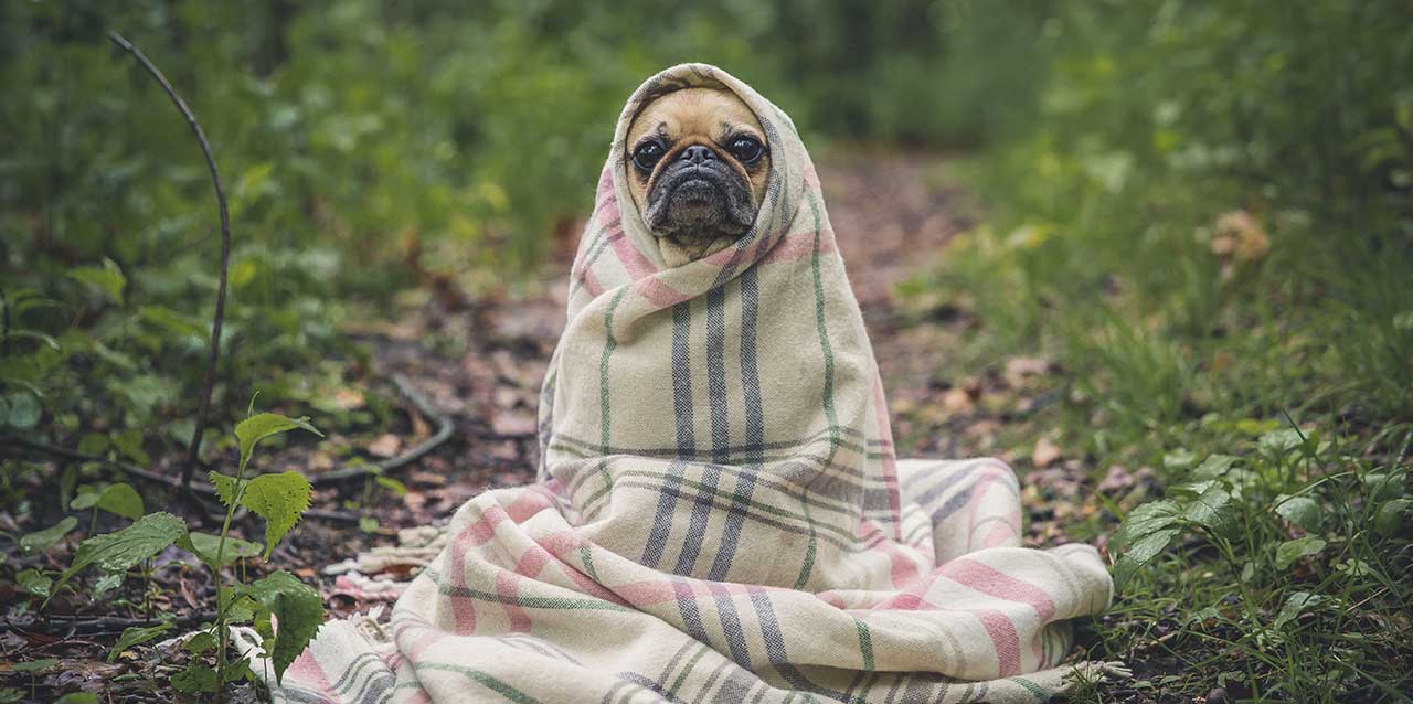Perro en campo tapado con manta
