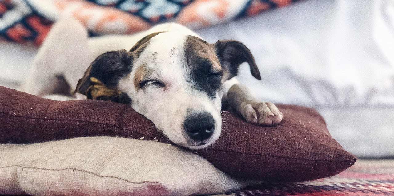 perro durmiendo en cojín