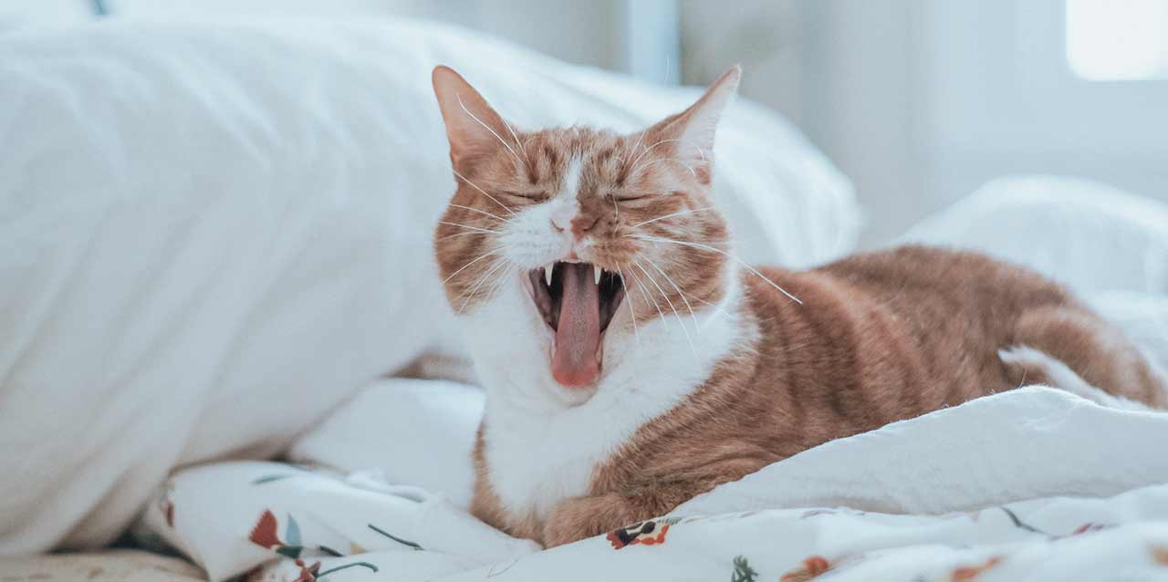 gato bostezando en colchón