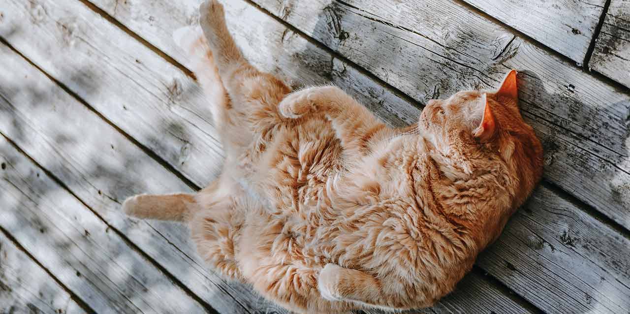 gato tumbado bocarriba