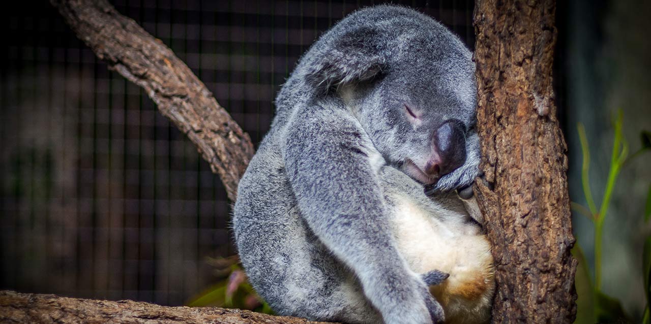 koala durmiendo entre ramas