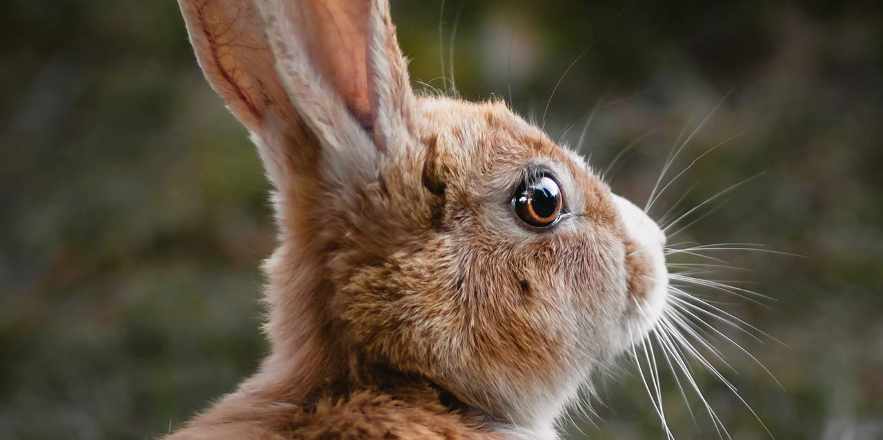 cabeza de conejo con los ojos abiertos