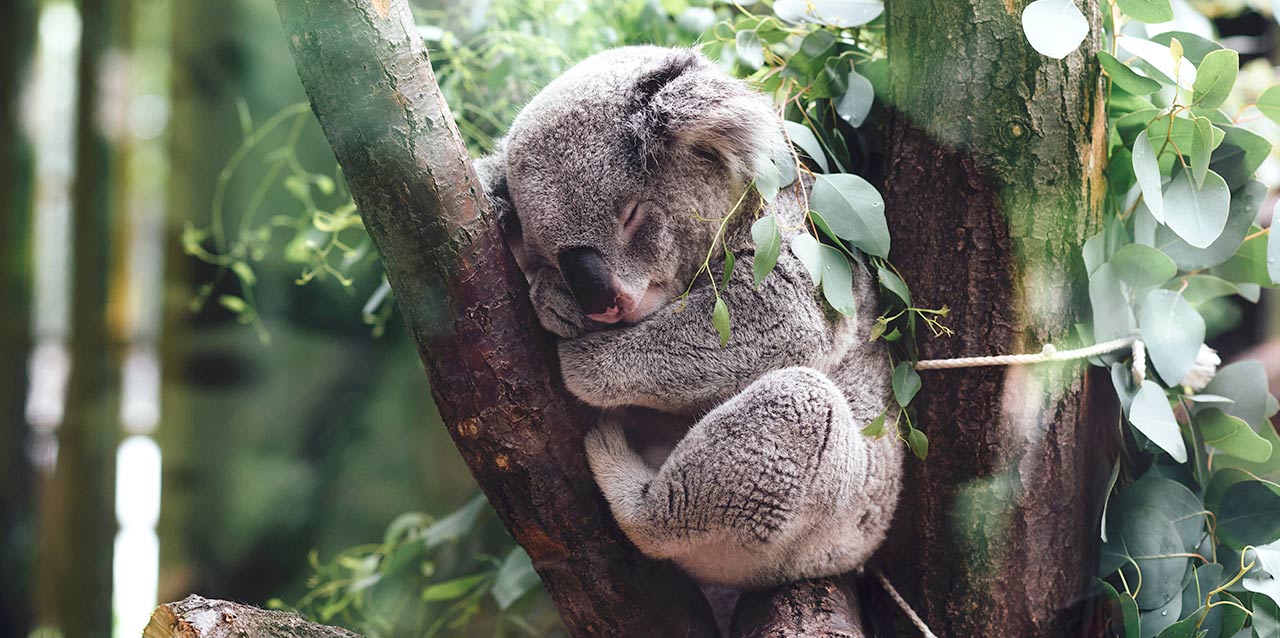 koala durmiendo en árbol
