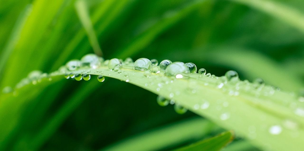 Hoja con gotas de agua