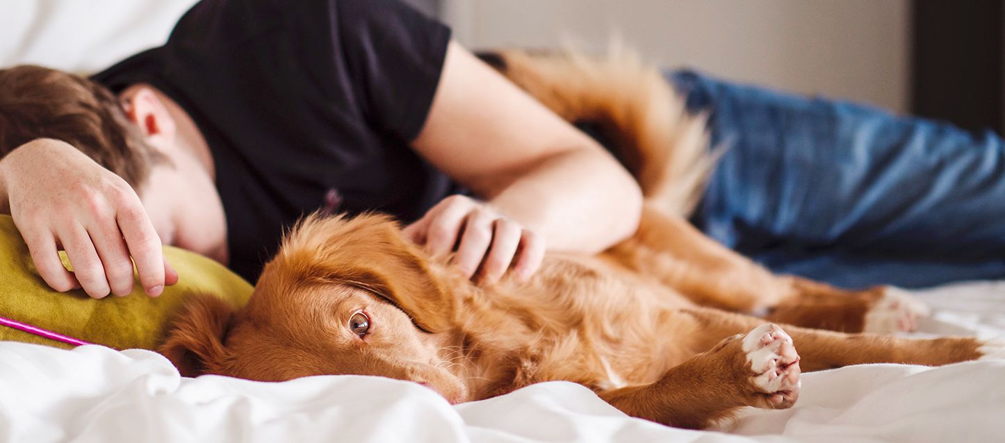 perro de raza retriever de nueva escocia de color marron anaranjado tumbado en la cama junto a su dueño, donde el perro está despierto y el dueño durmiendo