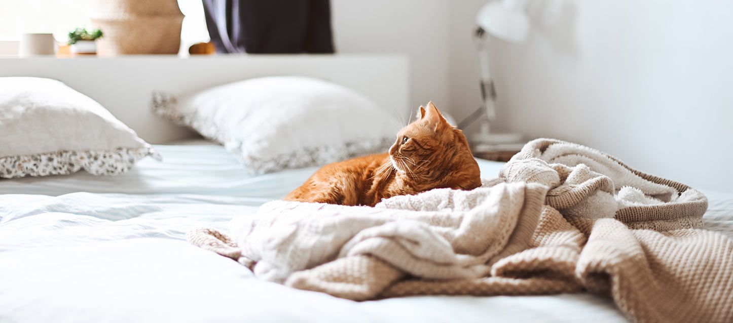 gato anaranjado encima de una manta en la cama
