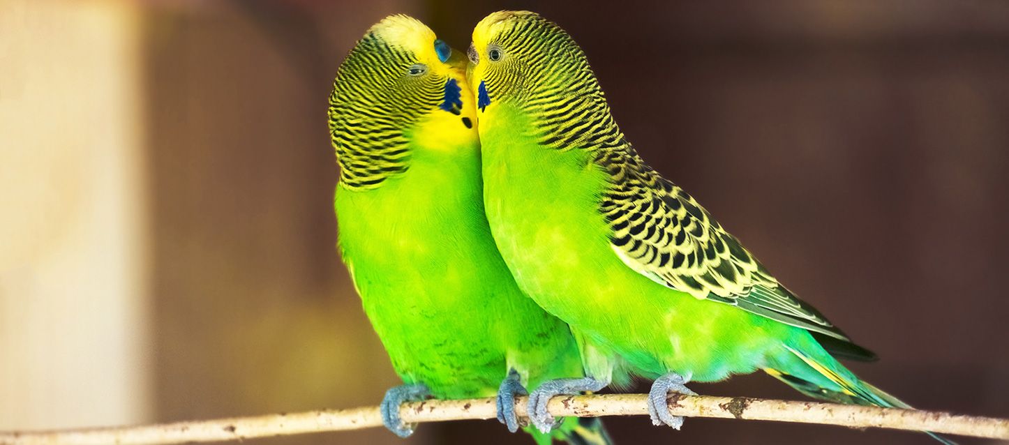 dos periquitos verdes con cabeza amarilla y rayas negras dándose un beso