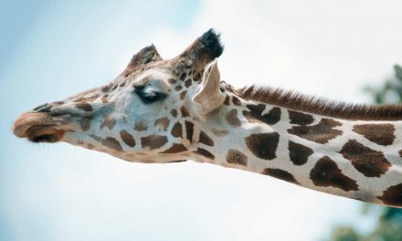 Ser uma girafa e como dormir de pé