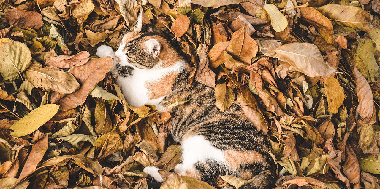 gato a descansar sobre folhas de outono