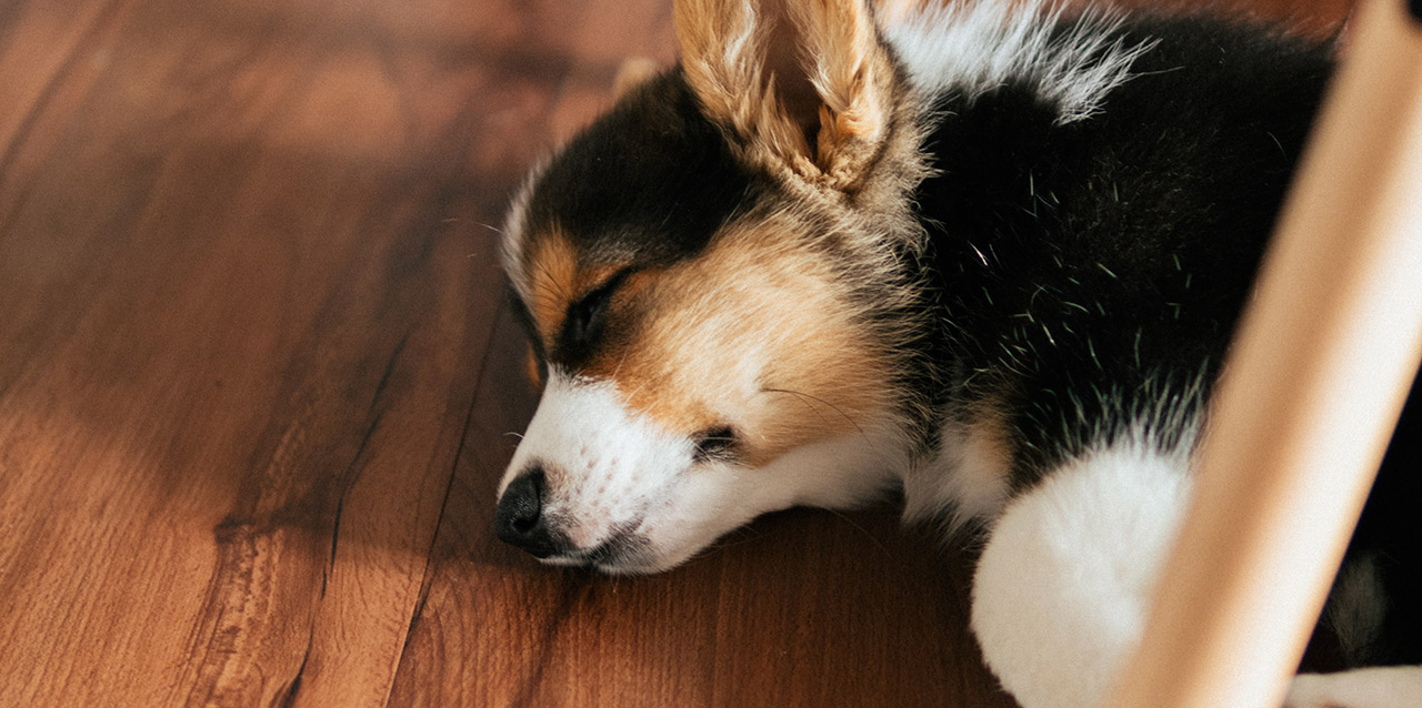 cachorro a dormir