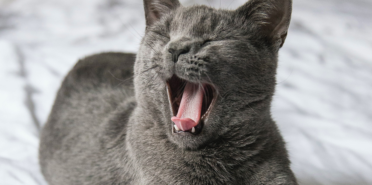 gato a bocejar