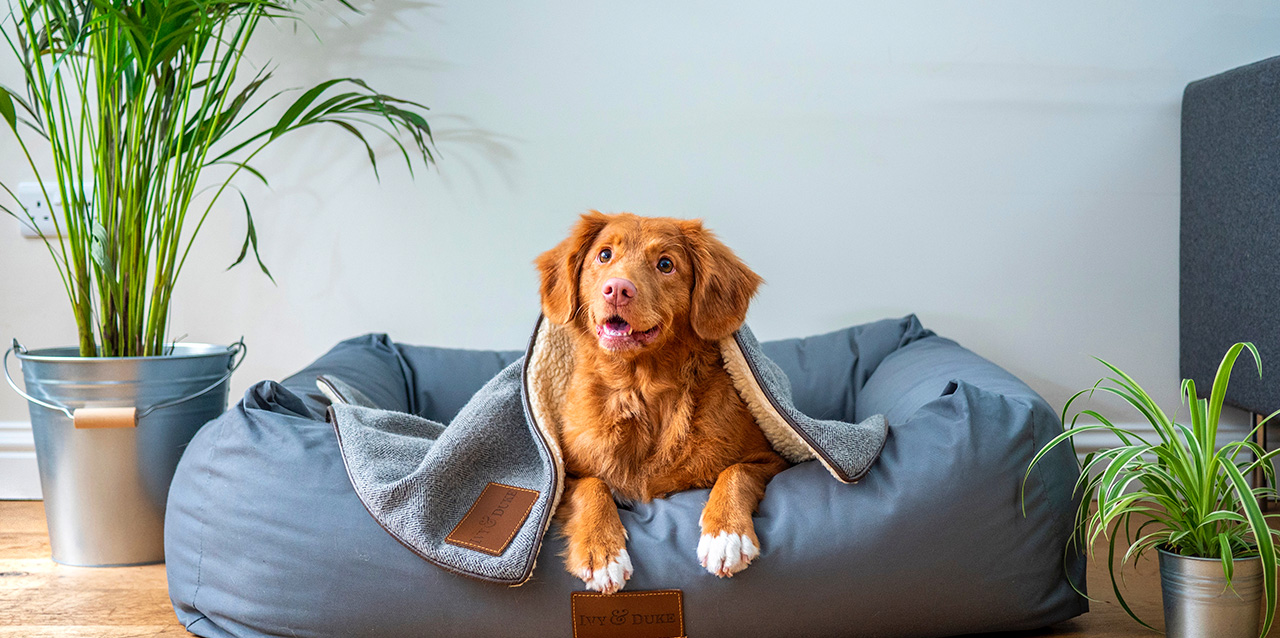cão na cama para cães azul