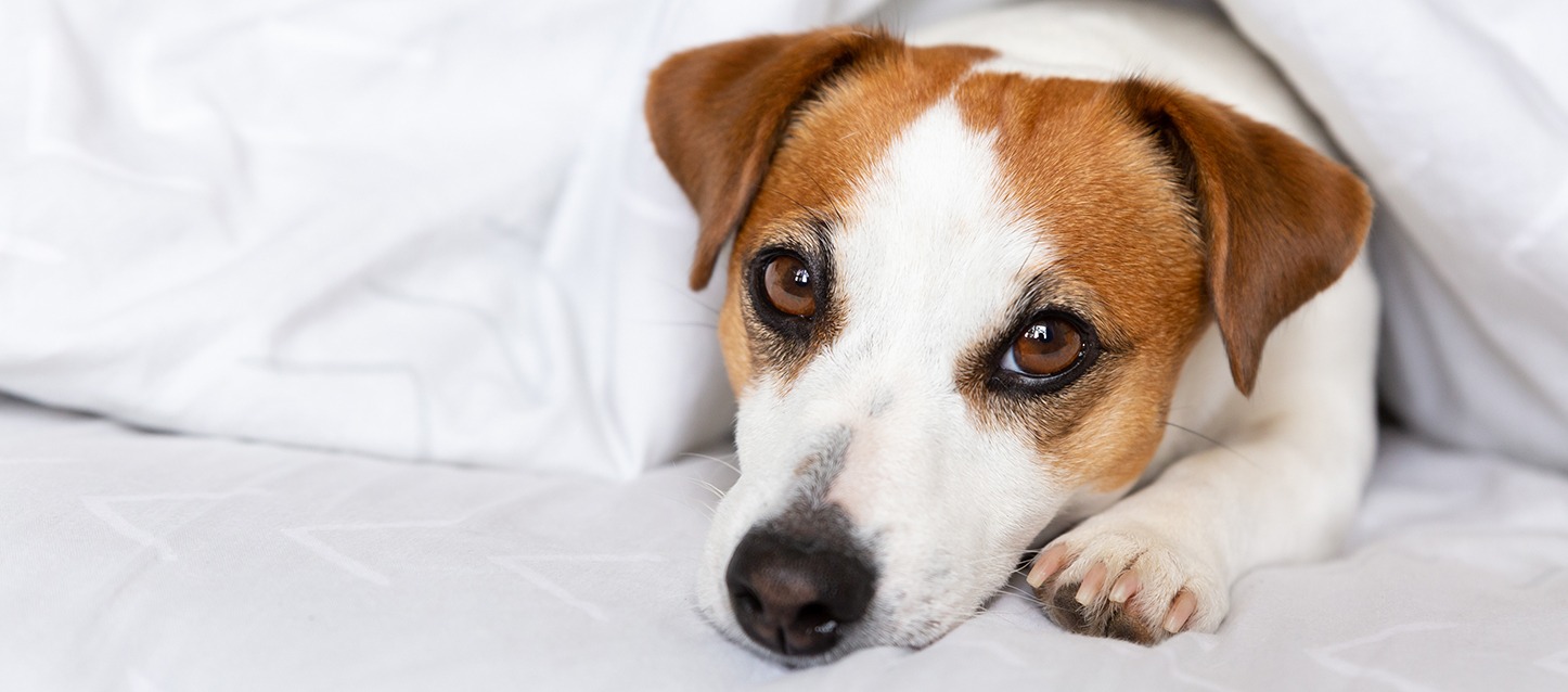 cão de raça jack russell terrier deitado na cama, tapado com um edredão