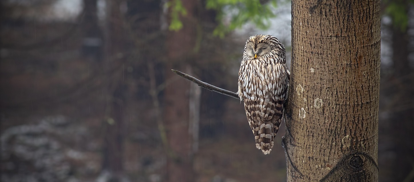 coruja a dormir nos ramos de uma árvore num bosque