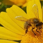 O que significa sonhar com abelhas