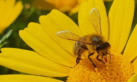 O que significa sonhar com abelhas