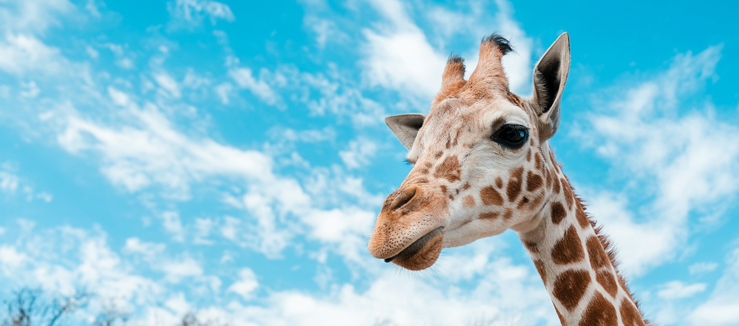 Como dormem as girafas?